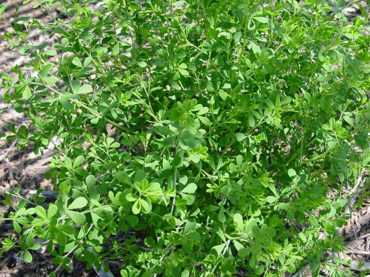 wild indigo plant