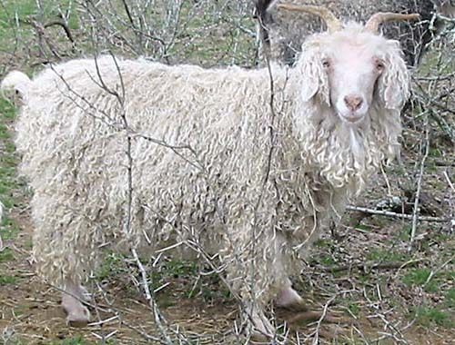 white_mohair_goat_nanny
